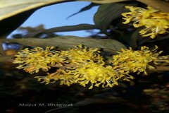 Actinodaphne hookeri